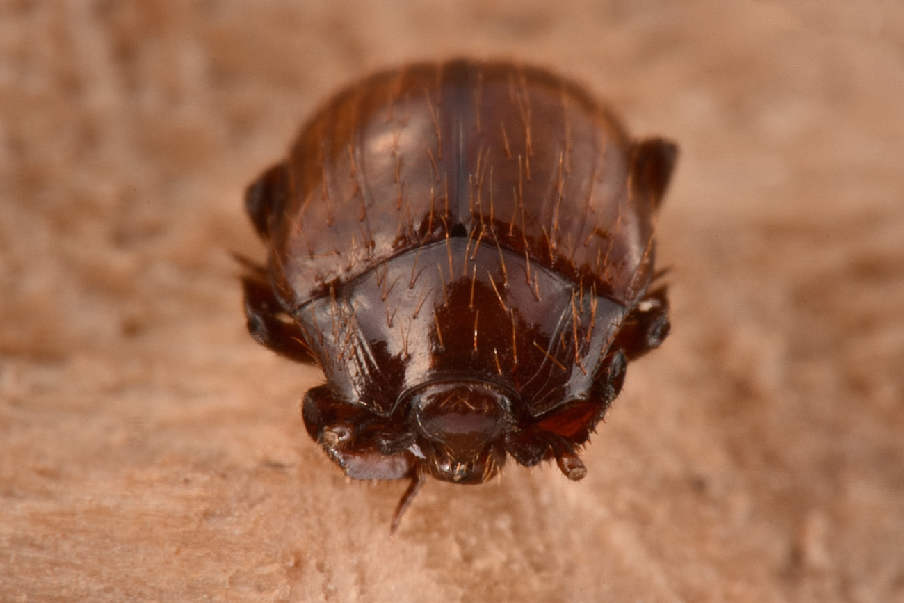 Histeridae: Haeterius ferrugineus? S, maschio